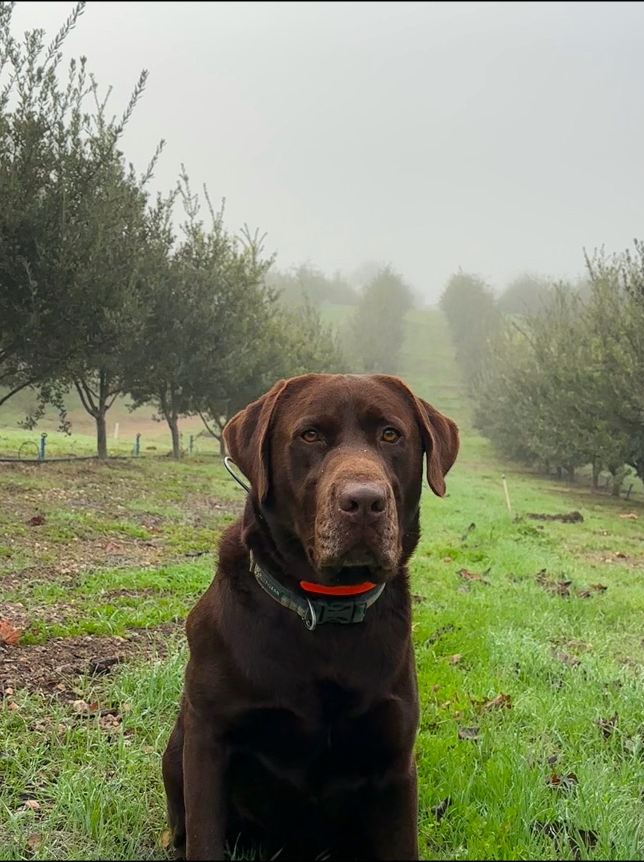 Chocolate lab in orchard with collar
