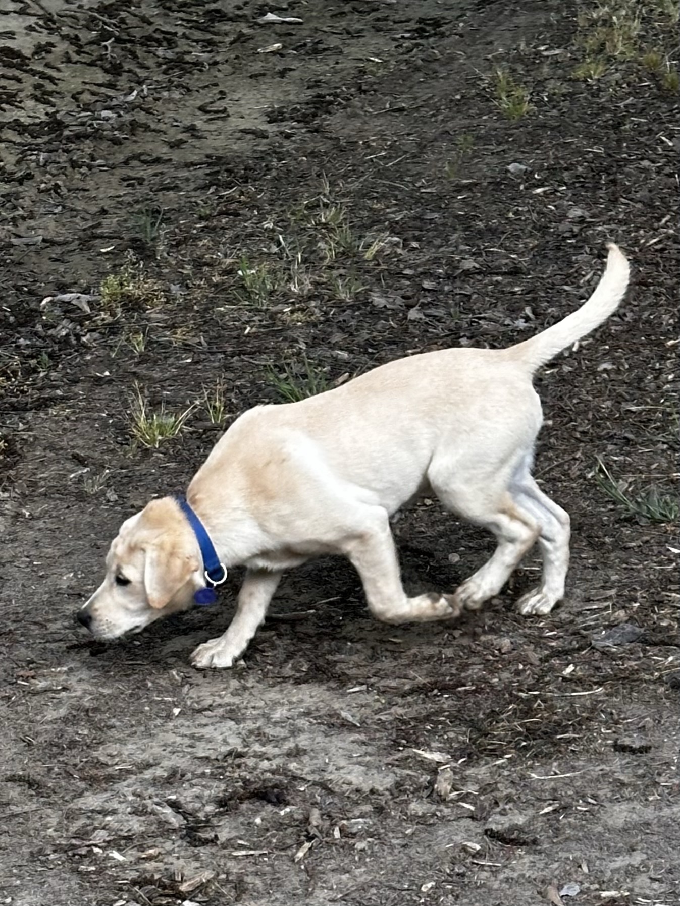 Can Any Dog Be a Truffle Dog?